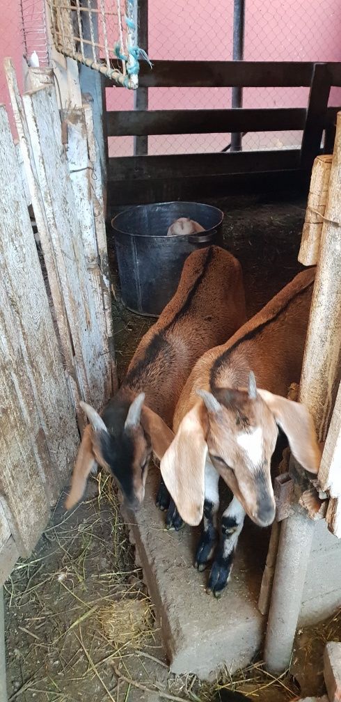 Pereche de iezi la 25 kg bucala din zanen cu nubian