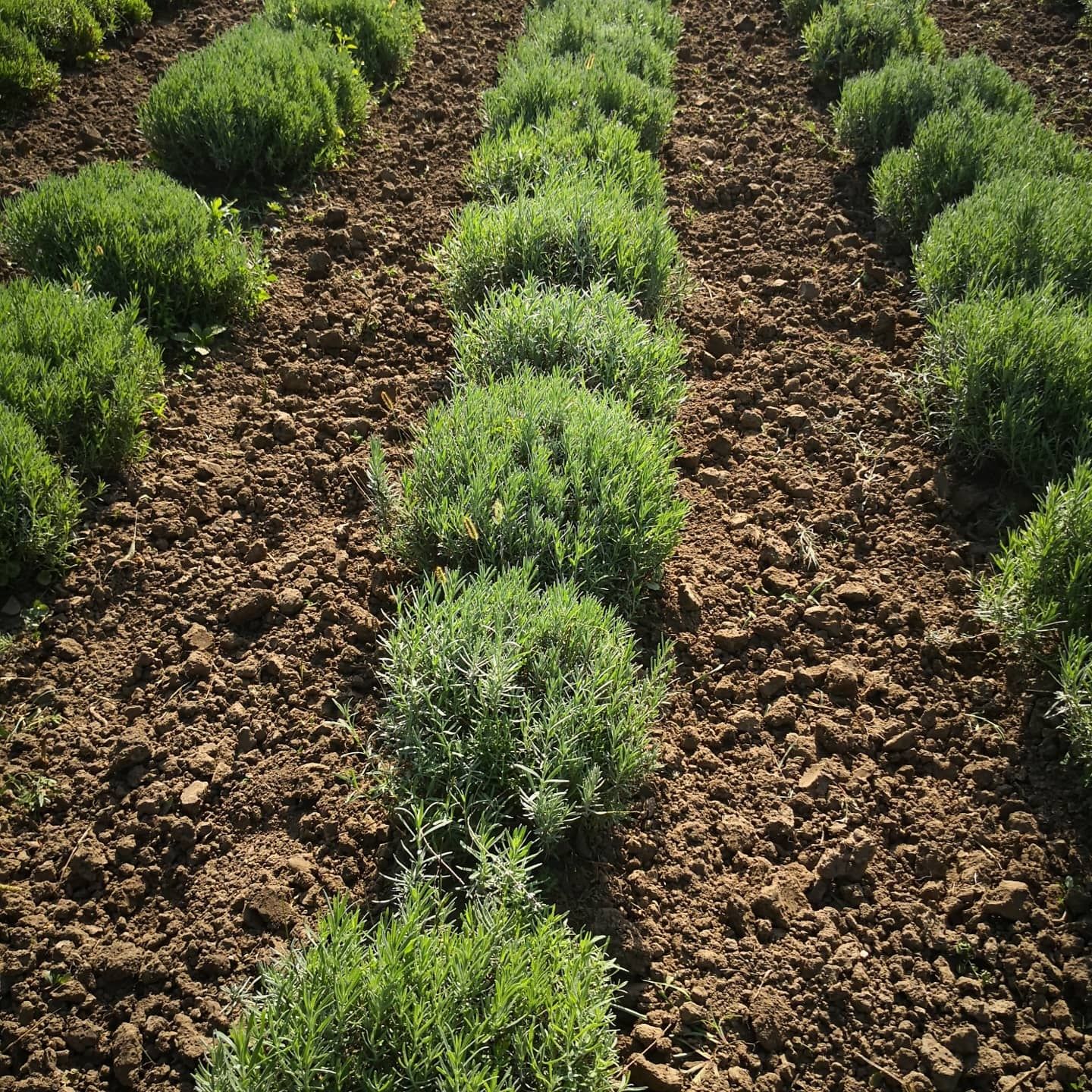 Vand tufe de lavanda