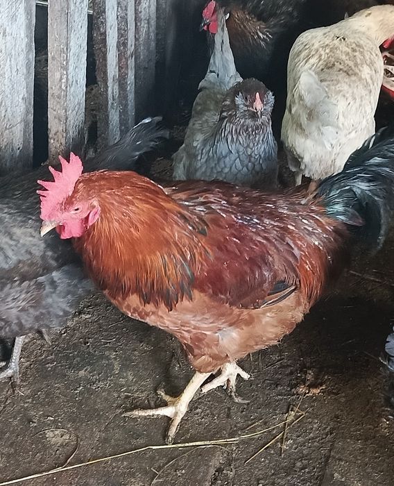 Продам молодых петушков