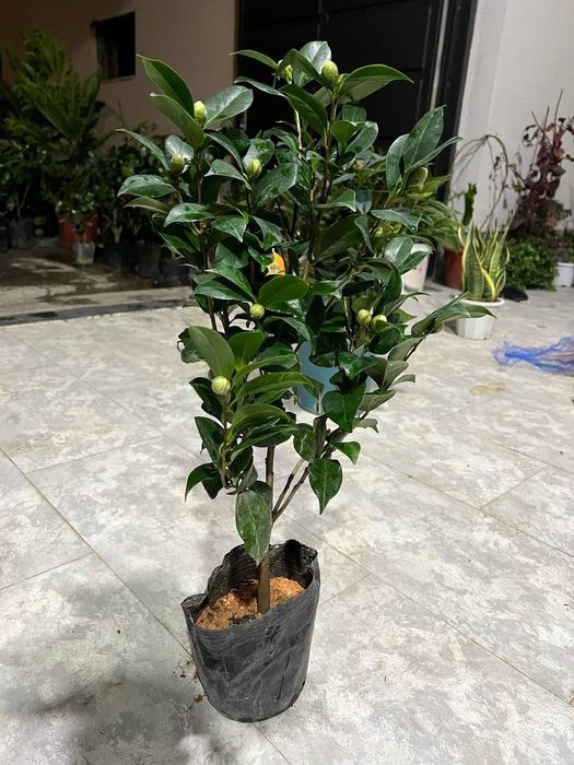 Камелия японская