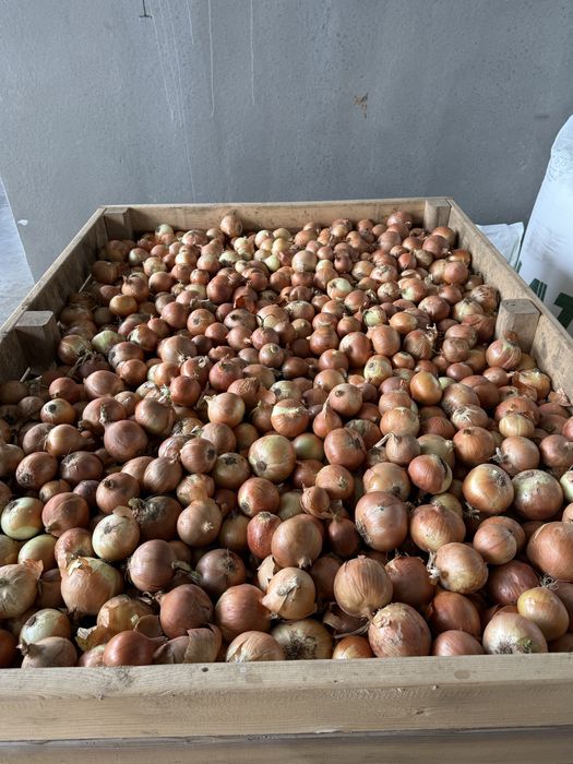 Vand ceapa galbena si rosie