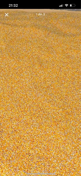 Vand porumb productie 2025 Pionier