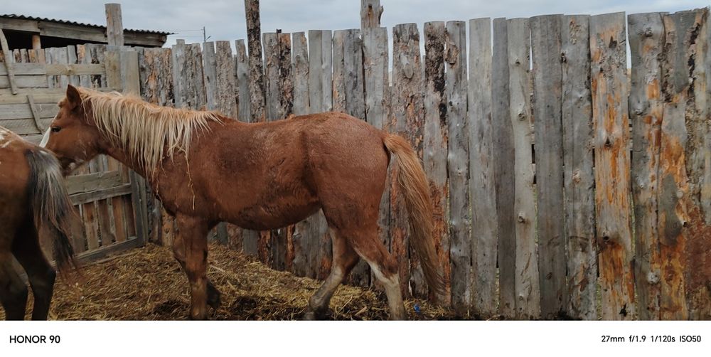 Продам Құнан күйі өте жақсы жылқыдан келди. Бағасы 600000тг.