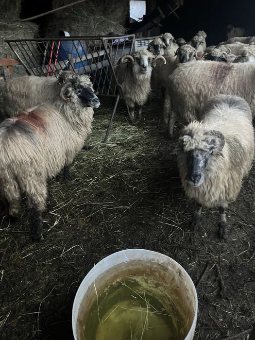 Vand 30 de oi turcane