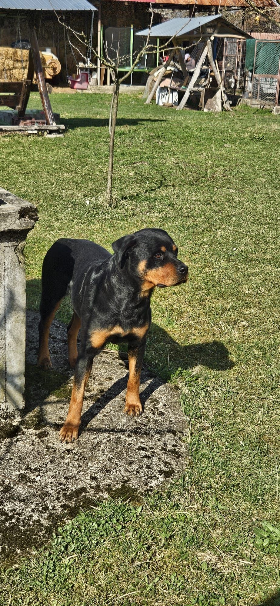 Rottweiler femela