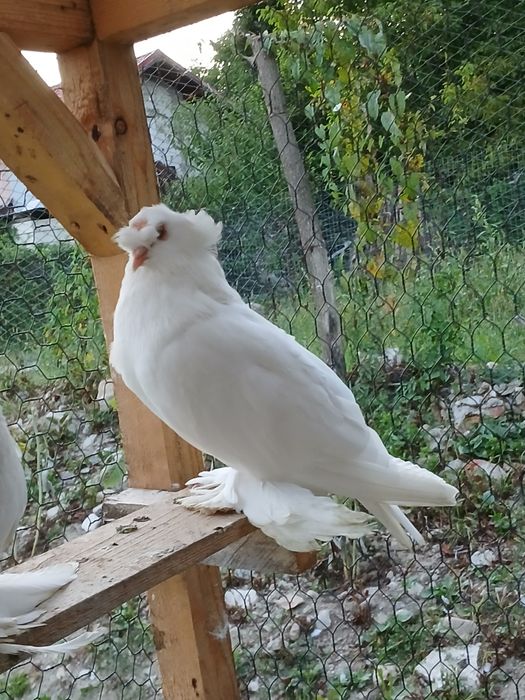 Porumbei tobosari germani