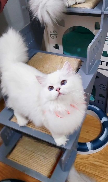 Fetita british longhair din parinti Campioni Mondiali, ochi albaștri