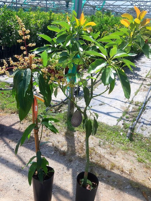 Rodii mango avocado moringa