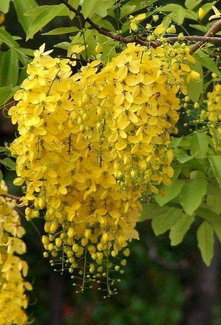 Plante ornamentale tip liana misteri galben