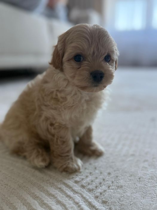 Красивые щенки  породы( Мальтипу Ф1)