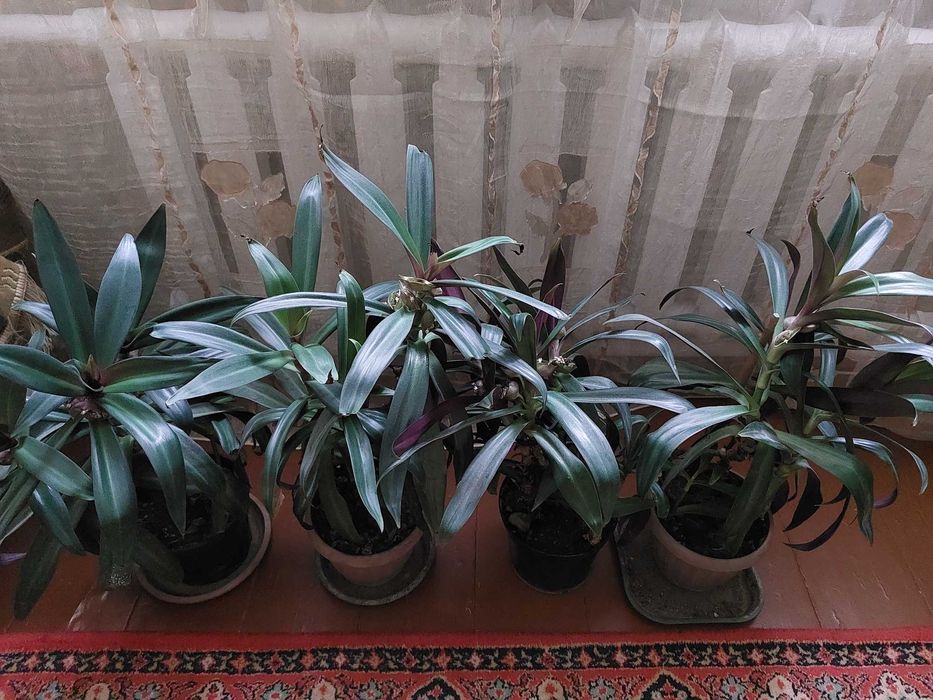 Продам комнатные растения.  Рео  и хлорофитрум.