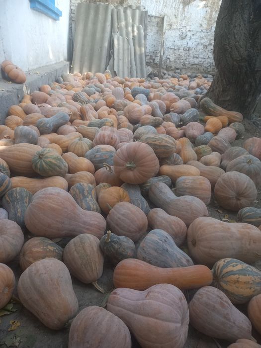 Qovoq урожай 2025