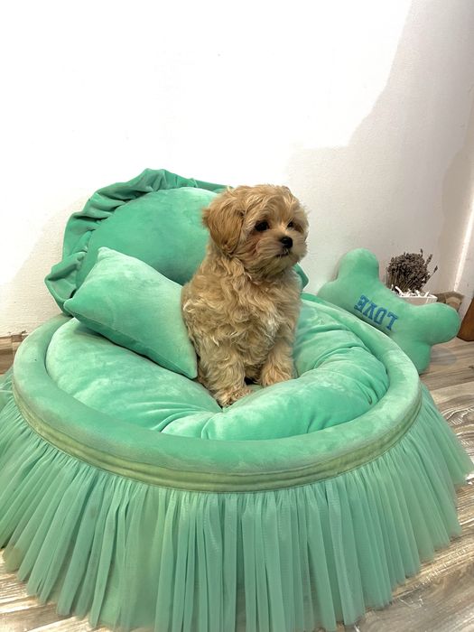 Băiețel Maltipoo – Max, 2,5 luni