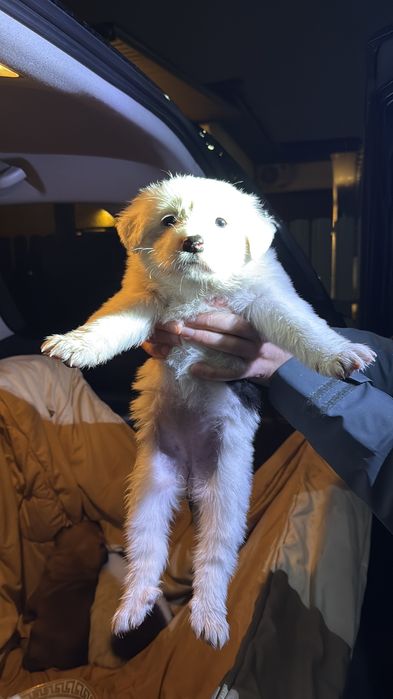 Отдам щенков в хорошие руки