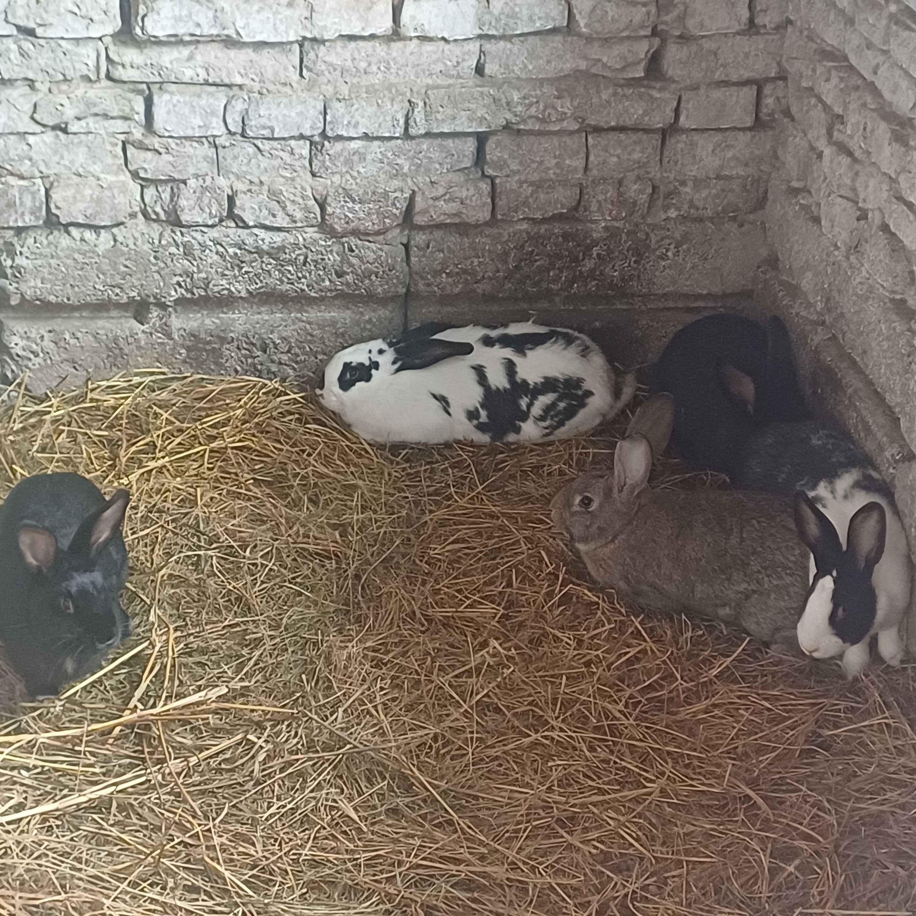 Продавам  зайци .