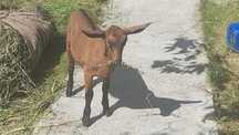 Tapuc ciut genetic
