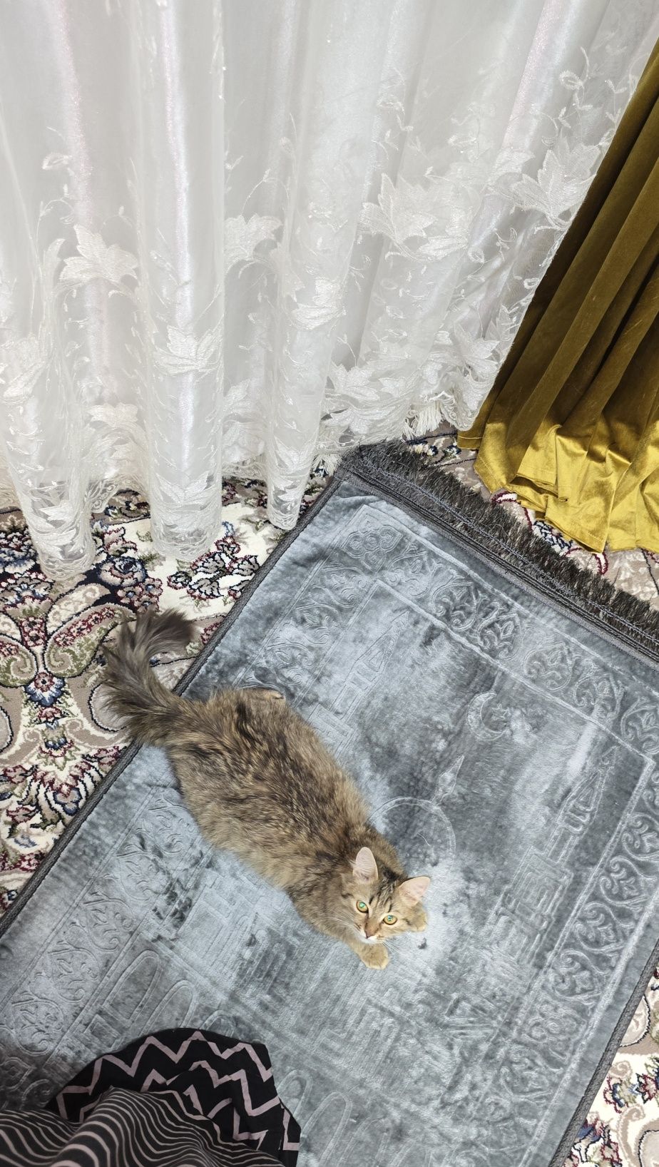 Кошка Мушук Пишик киз пишик