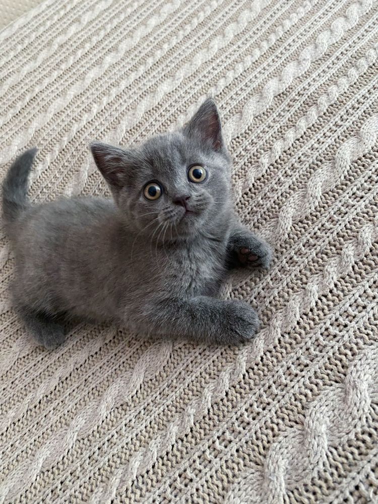 British shorthair blue puiut