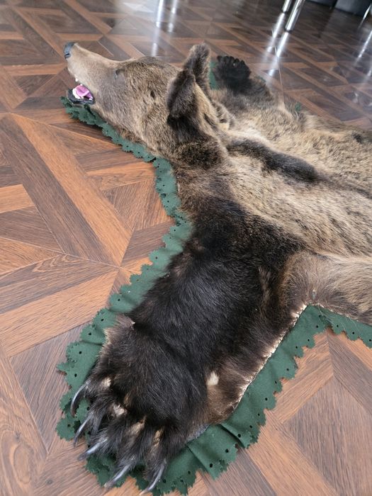 Vand trofeu urs brun blana naturala !