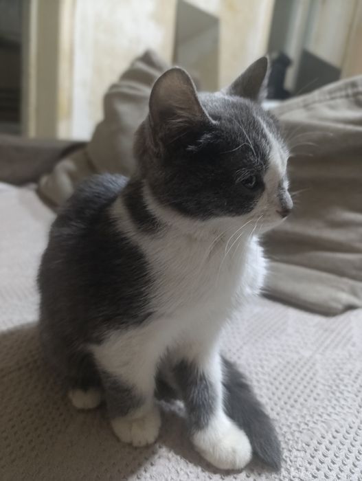 Котенок в добрые руки