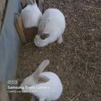 Крольчата по 3 месяцев