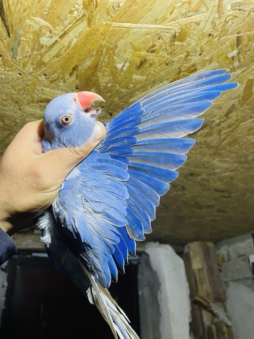 Papagali Micul Alexander Paun 2 ani