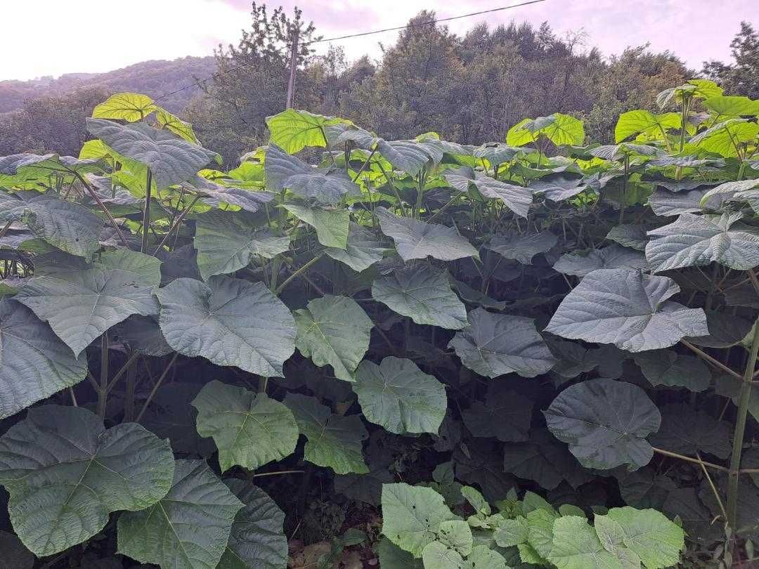 Paulownia copaci inradacinati,  calitate superioara,livrare RO.