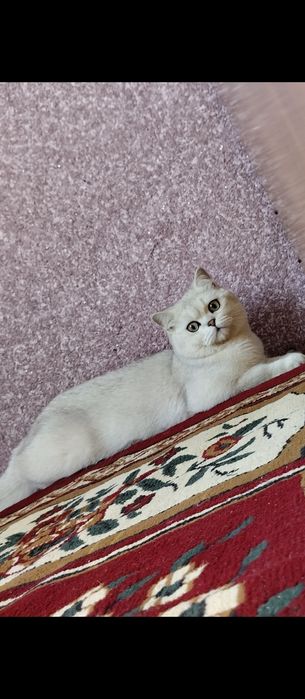 Vyazkaga taklif qiladi