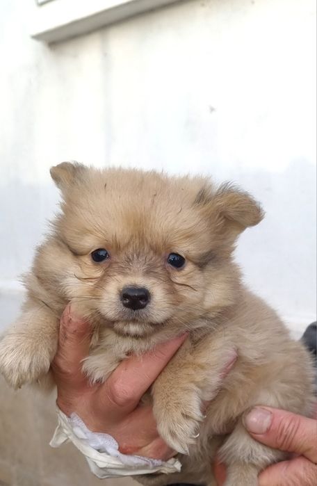 Кученца Немски шпиц!