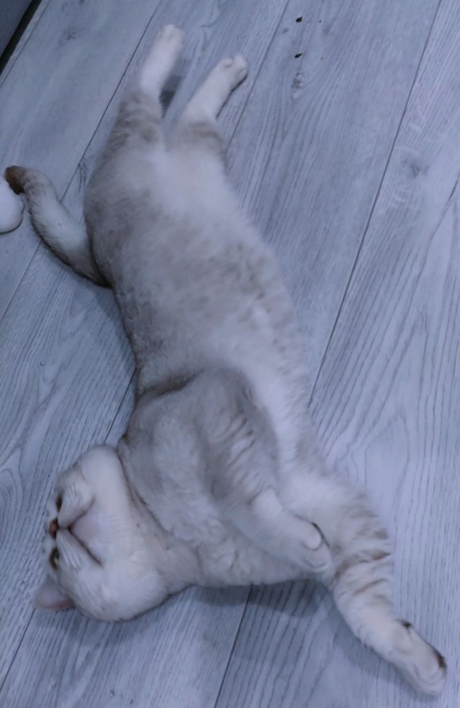 Кот, Вязка , с опытом