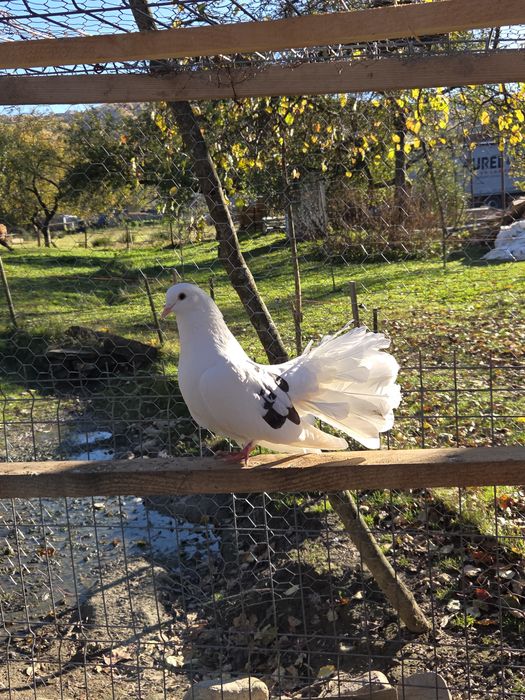 Vând porumbei voltați.