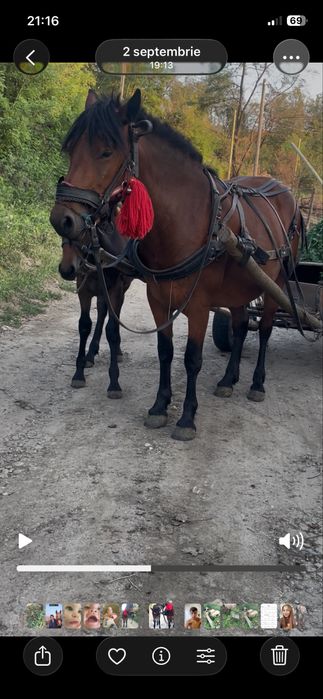 Iapă cu mânză , Iapa 3 ani mânz 4 lunisunt foarte cuminti , Semi grele