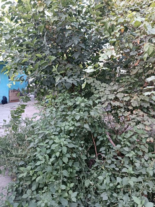 Продам дом в центре