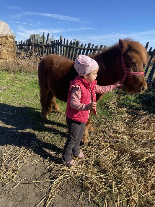 Vand ponei talie mica