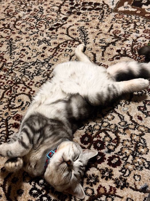 Vyaskaga skotish strayt mushuk tekinga qilamiz