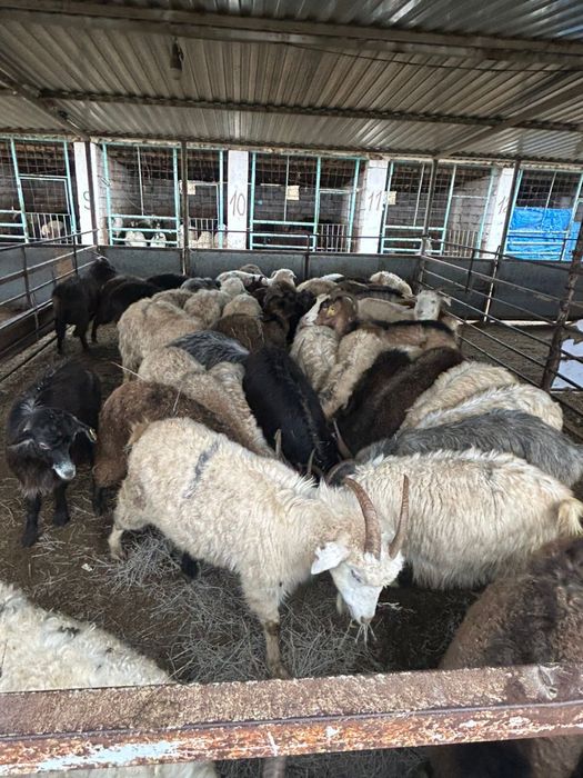 Ешкілер сатылады