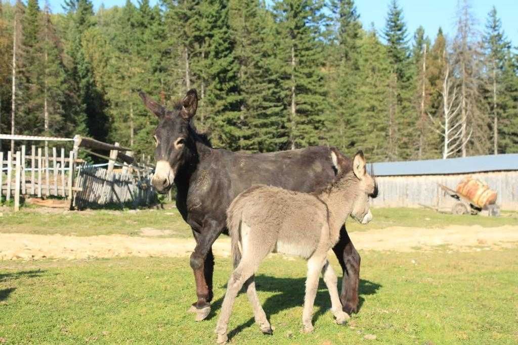 Продам разных ишаков