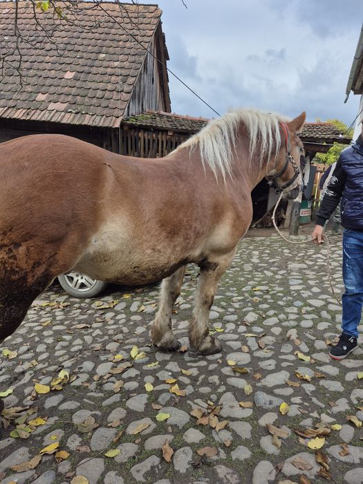 De vânzare cal castrat