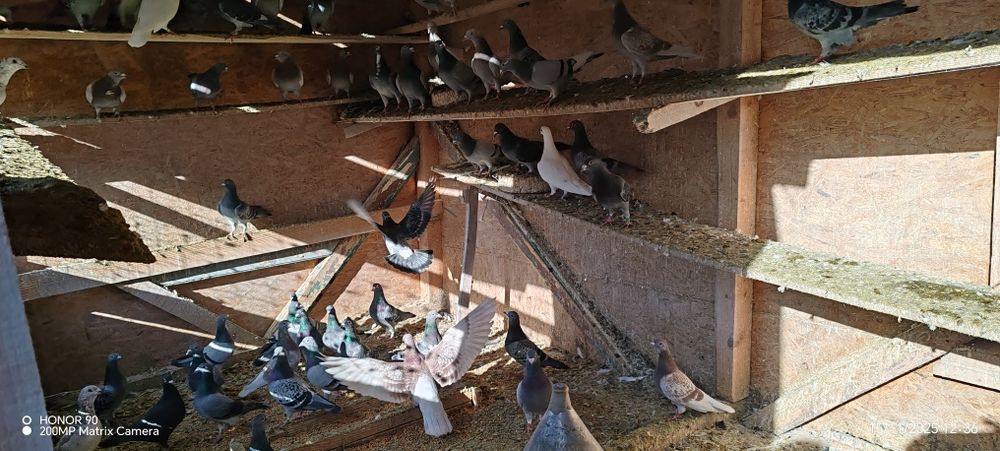 Porumbei voiajori de vanzare