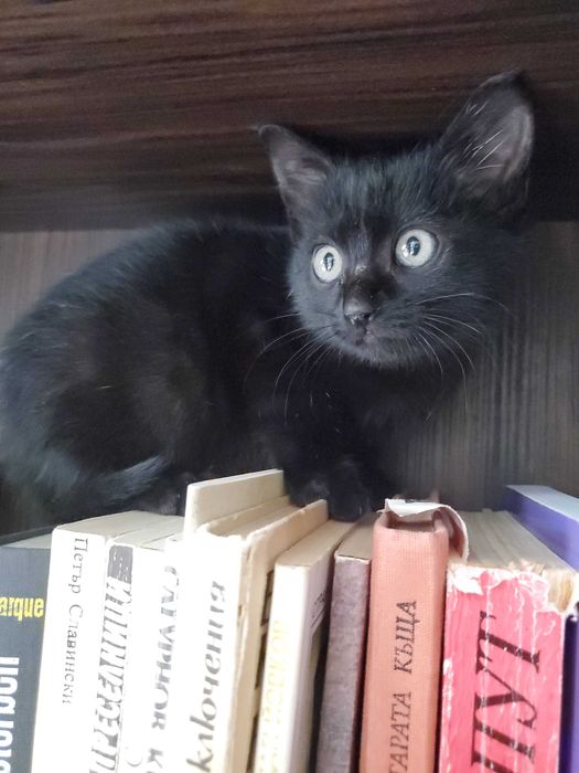 Очарователно черно котенце търси дом.