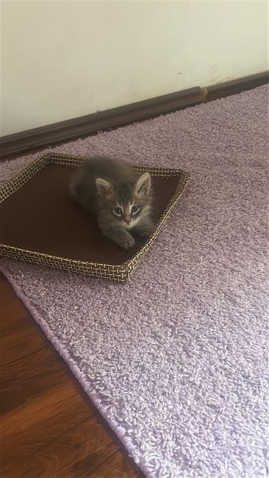 Подарявам мъжко коте на 2 месеца