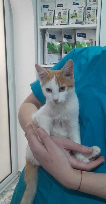 Donăm pisicuță adorabilă