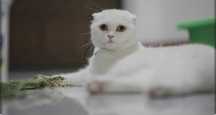 Skottish strayt toza qon mujik