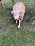 Vand un Berbec Texel original si 4 oi/sau schimb cu vitei