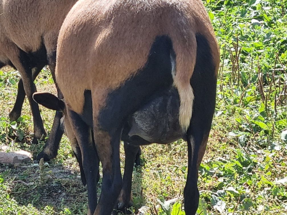 Vând oi și miei de camerun rasă pura