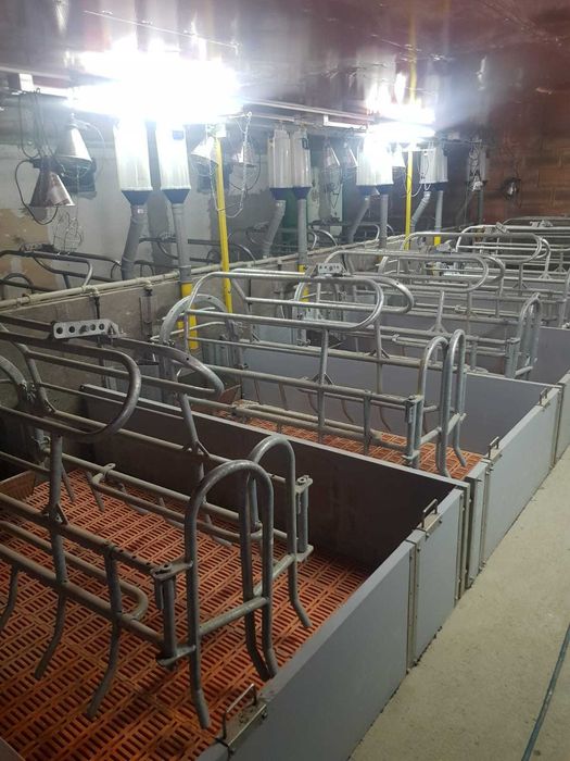 Ferma porci reproductie