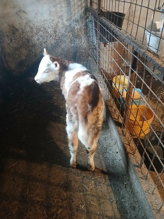 Vând vițea de rasă .