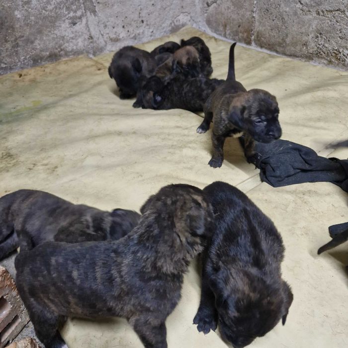 Кане корсо кученца