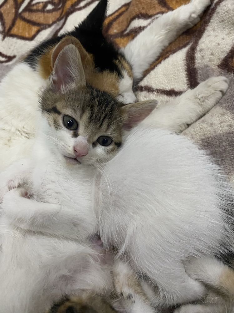 Подарявам малки котета.