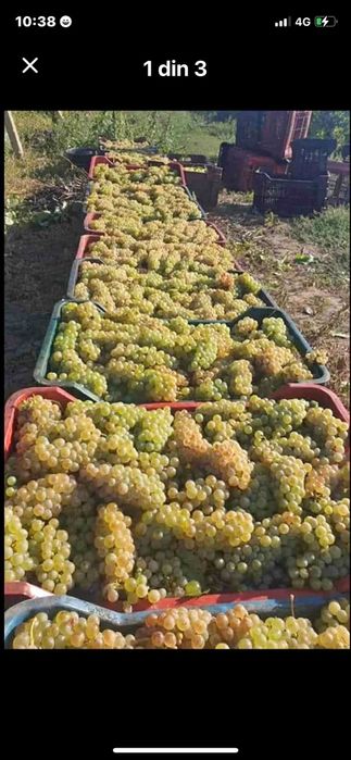 Struguri de Vânzare